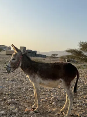 للبيع حمار.