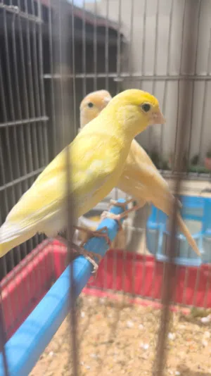 4 ذكورة كناري محليات ماشاء الله
