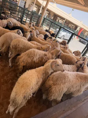 اضاحي العيد سمان و باسعار مناسبة احجز اضحيتك الان و اترك الباقي علينا