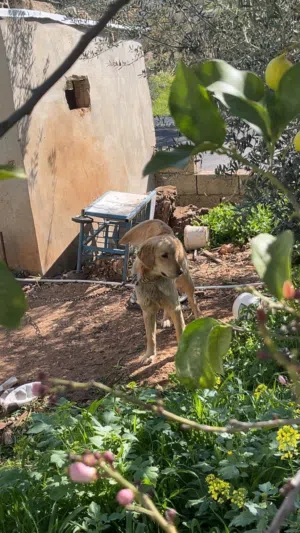 انثى جولدن عمر سنه ونص