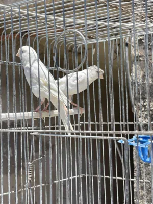 طيور كنار للبيع