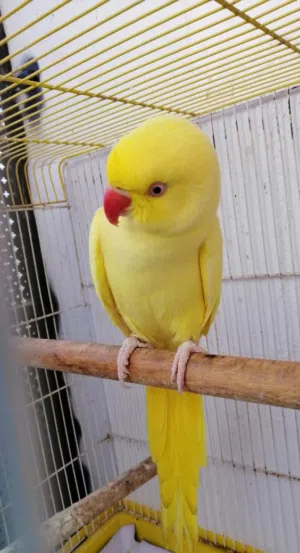 للبيع طيره دره لاتينو عيون حمر ريش كامل ناقصها ذكر بس