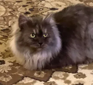 قط سنور ذكر جميل نادر ماين كون مكس شيرازي أليف شعراني Maine coon-Persian Longhair (الوصف مهم) (desc)