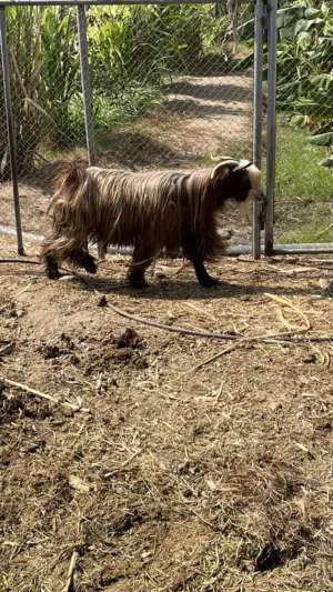 للبيع تيس تارس سمين ماشاء لله يصلح للتربية ويصلح حال سكين من حلال السعيدي