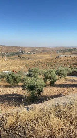لقطة إطلالة مميزة 3 دونم ونصف مشجره زيتون في نادره