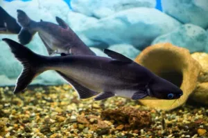 Healthy Iridescent Sharks (Pangasius catfish)forsale (urgent)/أسماك قرش قوس قزح صحية (سمك السلور بان