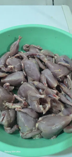 طيور سمان جامبو  مع بيض مخصب  اقرى الوصف