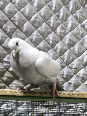 متاح حمام 2 طيور ب5