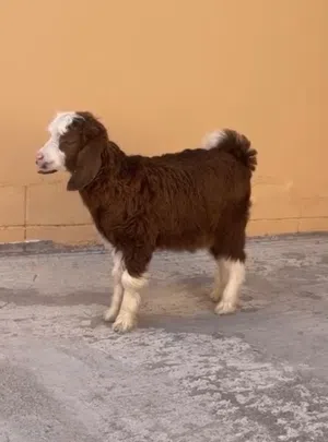 للبيع سخله