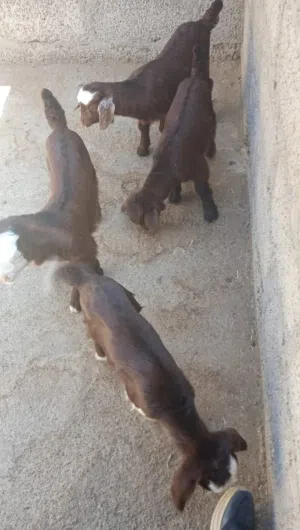 مراضيع للبيع يشربن حليب من الاغنام مذيار