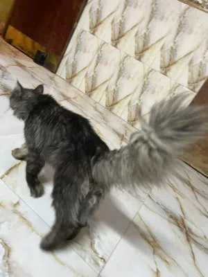 قطه فول صحه فول شكل يجنن وما تذب شعر