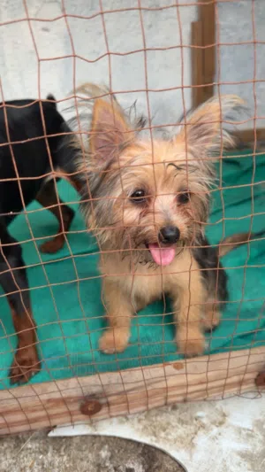 Yorkie Pom puppy