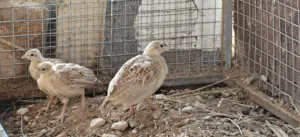 فراخ صفارد باكستانيات