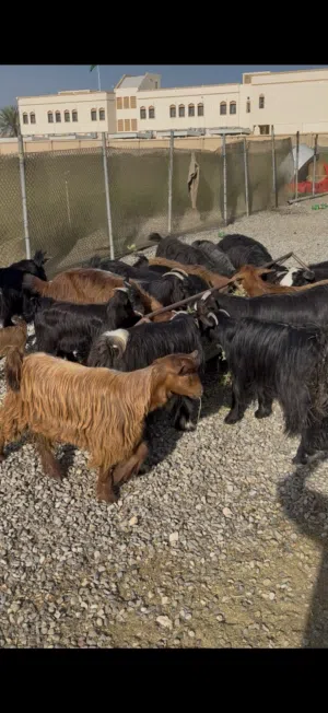 موقع السويق