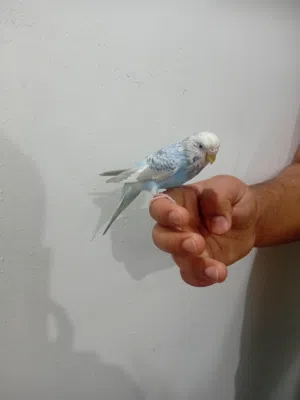 طير هند اليف