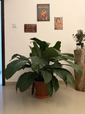 Indoor plants, along with the potting soil and artificial grass