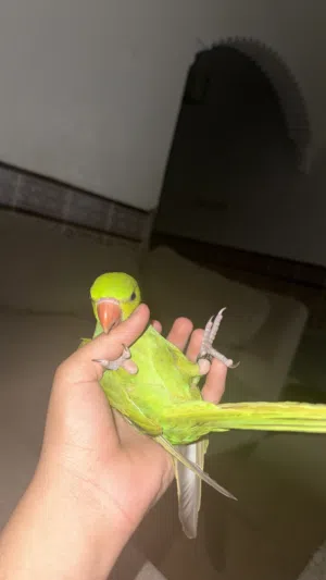 دره هنديه للبيع