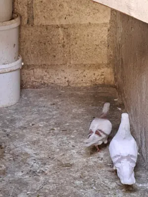 جوز حمام للبيع