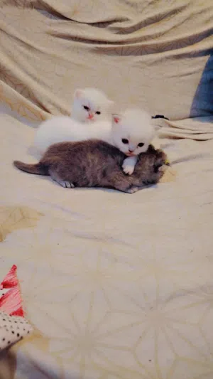 Persian cat