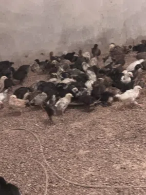 متوفر عتوق عمر شهر واسبوع