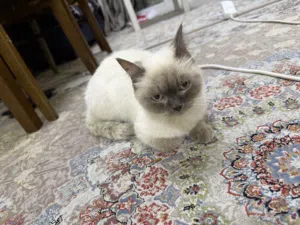 Siamese cat female