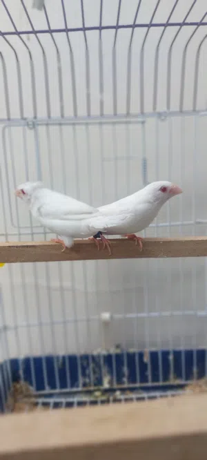 كوبيا زيبرا منجليز البينو الانثى مشوشة انتاج 2025