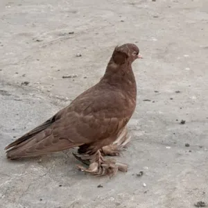 راعب مخلف نجفي اصلي