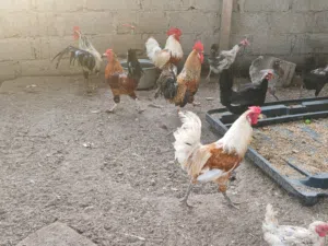 دجاج للبيع ذكور بسعر خيالي