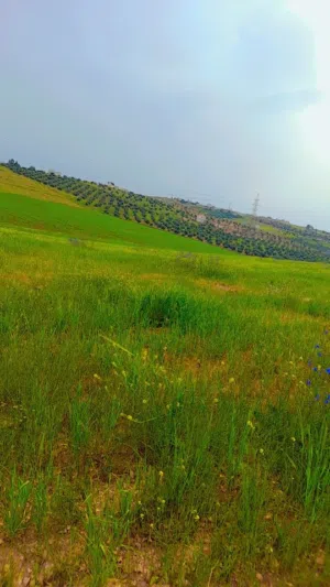 ارض مميزة للبيع