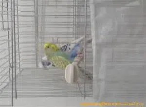 قفص شبك طيور مستلزمات مستعمل شبه جديده