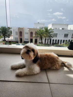 Chi tzu dog for sell