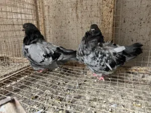 حمام كشك + وجوج رديوس