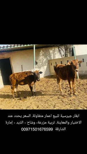 ‏أبقار‏1