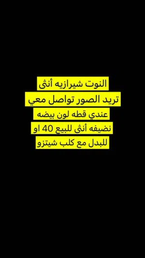 قطه شيرازيه للبيع او للبدل مع كلب شيتزو