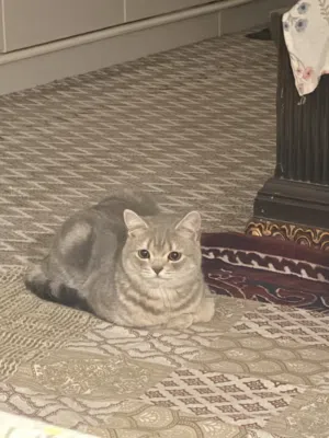 Scottish cat for sale urgent sale