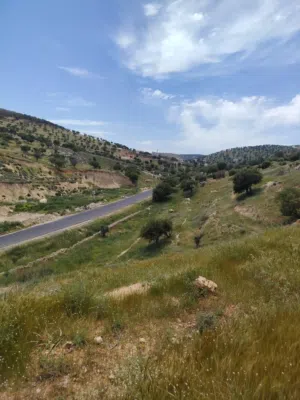 Farm Land for Sale in Zarqa Sarout