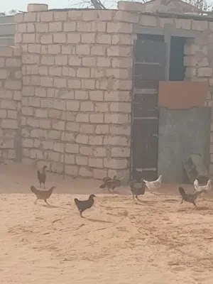 بسم الله عتيق عربي مخلط مشا الله العمر شهرين ونص