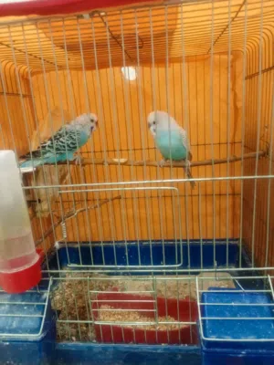 جوز عصافير حب