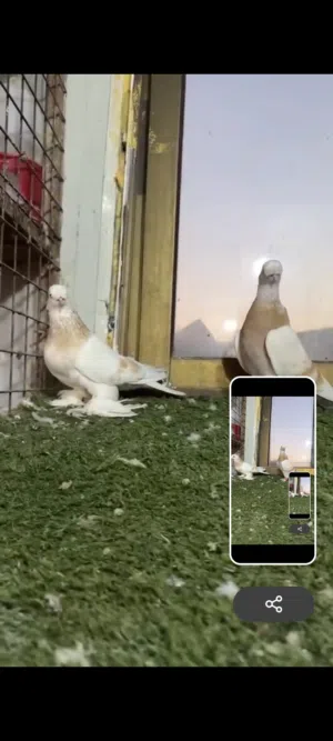 جوز صابوني