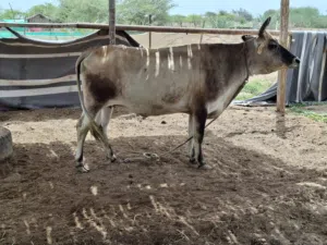 بقره جيرسيه مافيها عشر