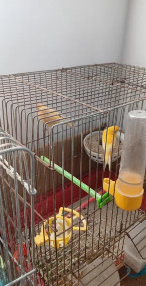 طيور كنار للبيع او للبدل  جوزين شغال جوز  بايض ثلاث بيضات  ولسا بكمل ولجوز الثاني لاف عش