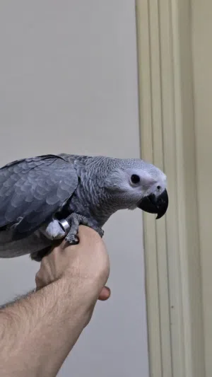 كاسكو سوبر جامبو للبيع