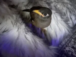 طير مينه اليف عمره 4اشهر