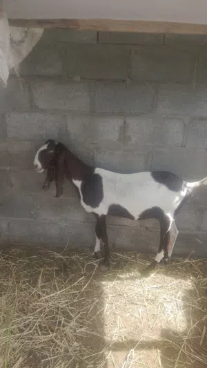 باكستانى بيور غنم
