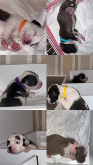 American bully puppies