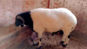 كبش لحم للدبح سعر الكيلو 230ج يوجد دبح