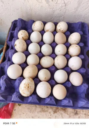 بيض بلدي مخصب 90%