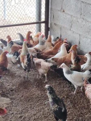 دجاج جميع السلالات للبيع جميع الاعمار