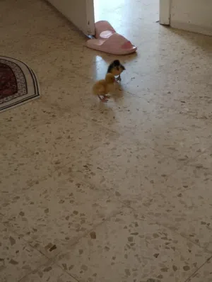 بطتين صغار للبيع
