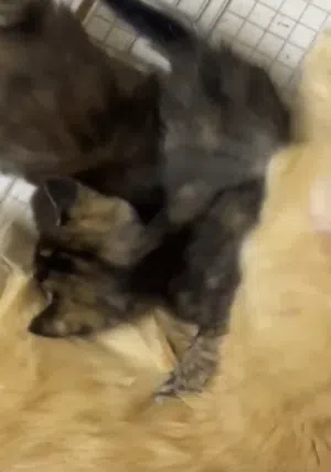 للبيع قطه عينك على لوصف